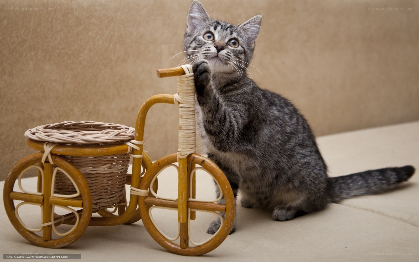 kitten with wicker tricycle