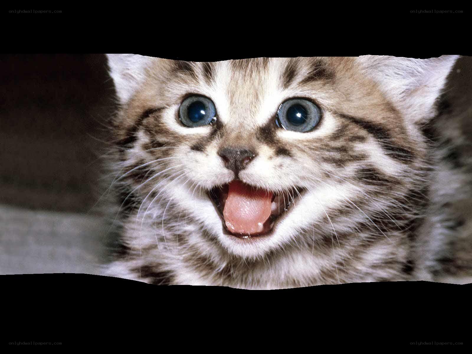 kitten with wide eyes