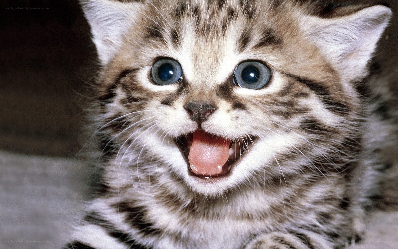 kitten with wide eyes