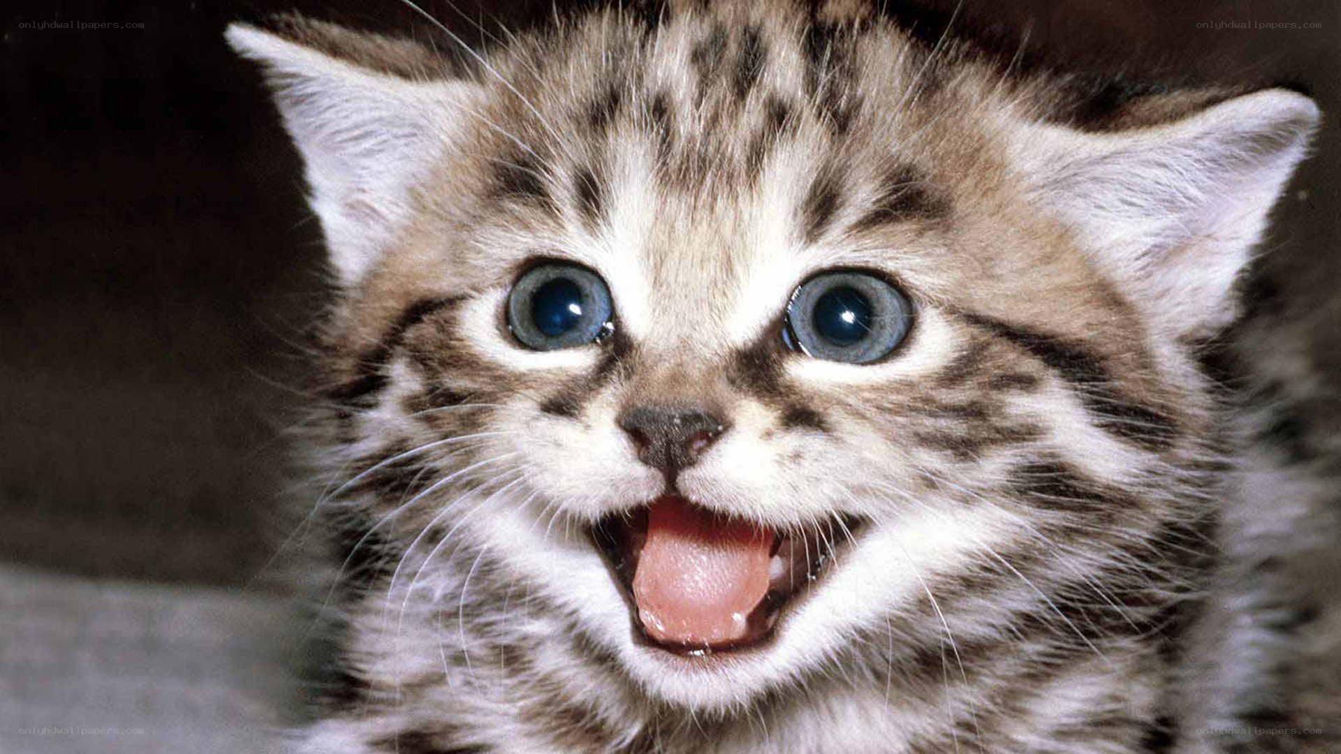 kitten with wide eyes
