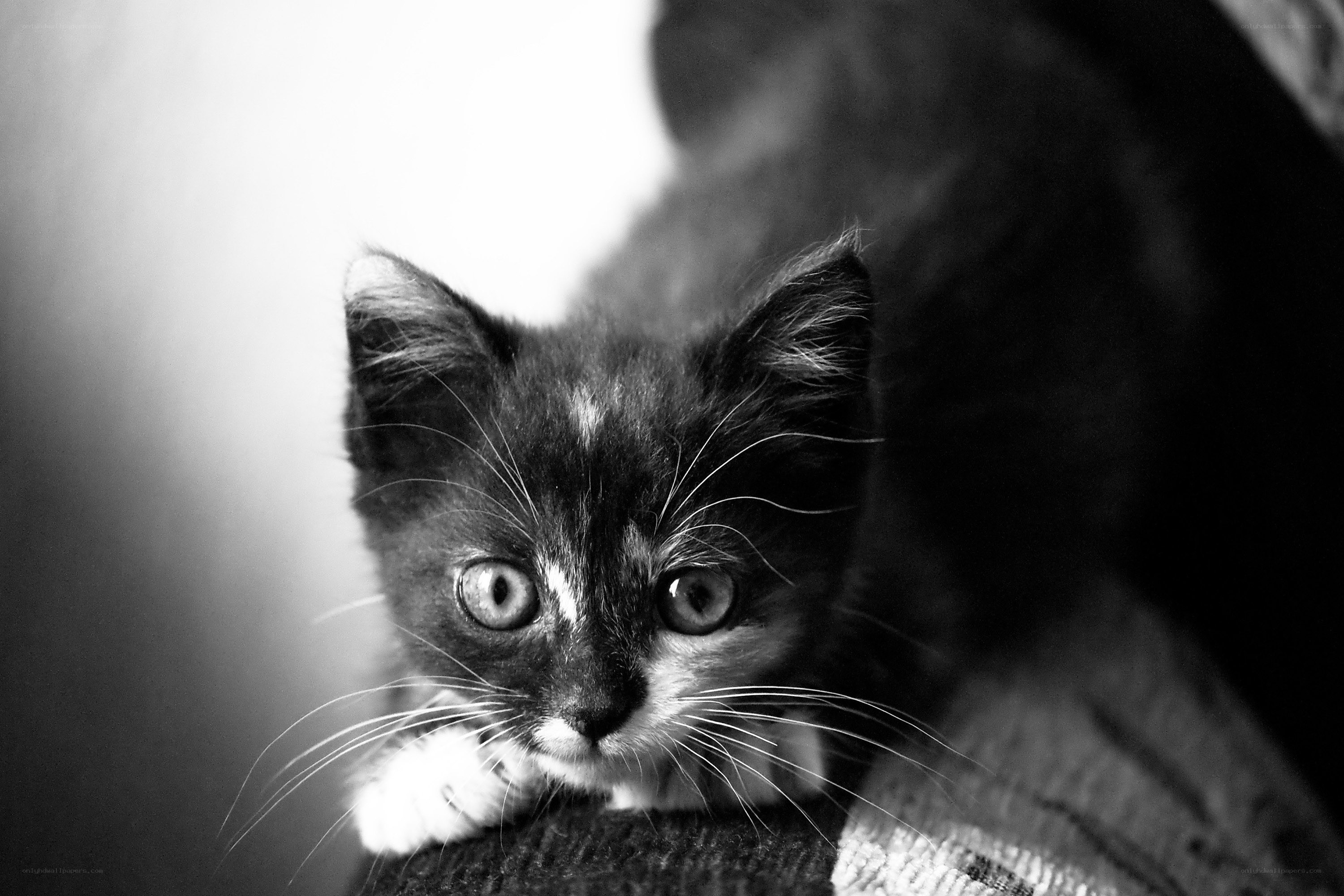 kitten with wide eyes