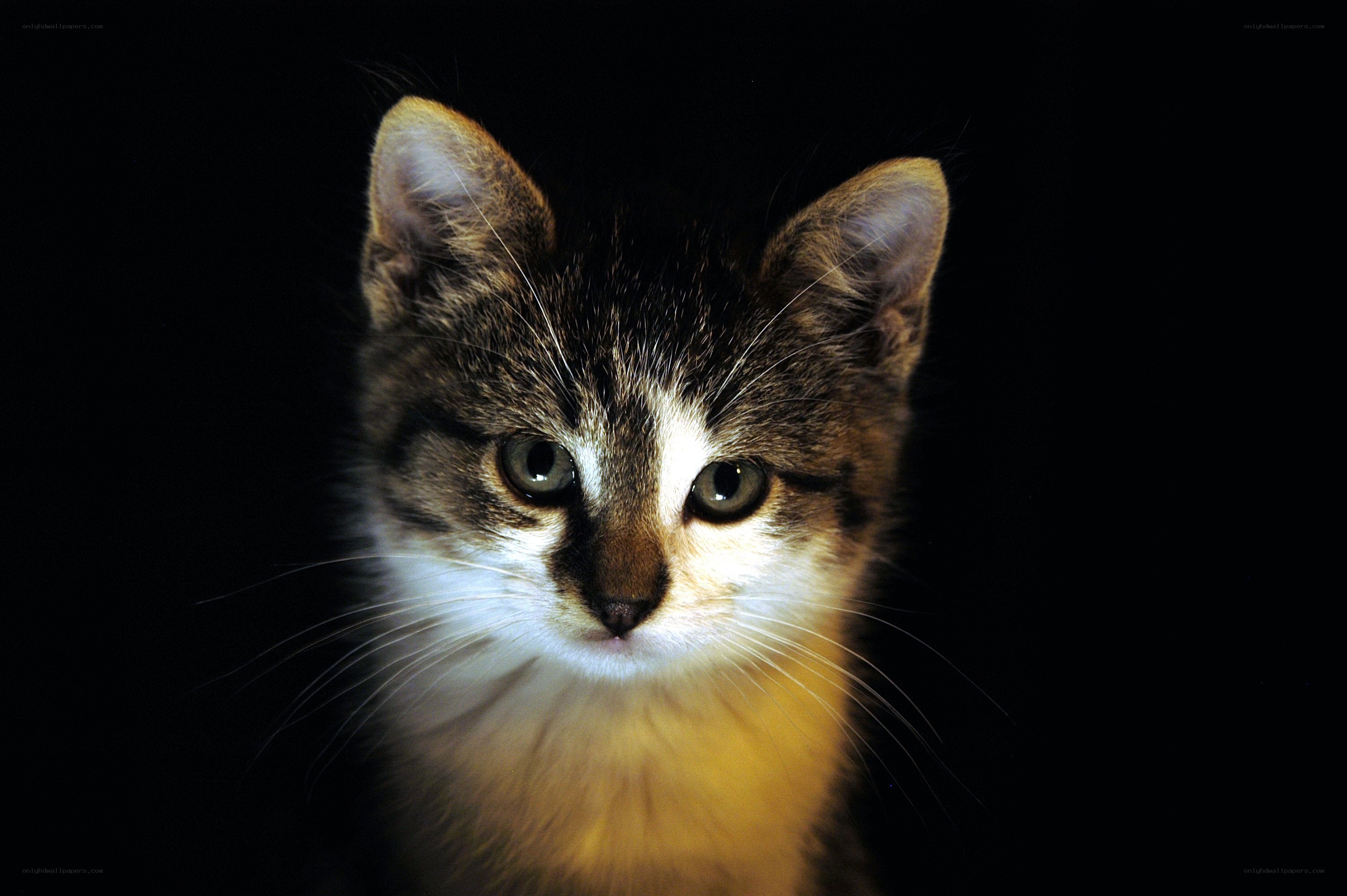 kitten with wide eyes