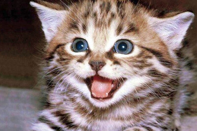 kitten with wide eyes
