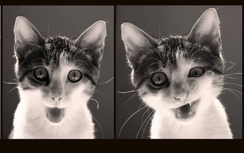 Kitten with Wide Eyes — Black