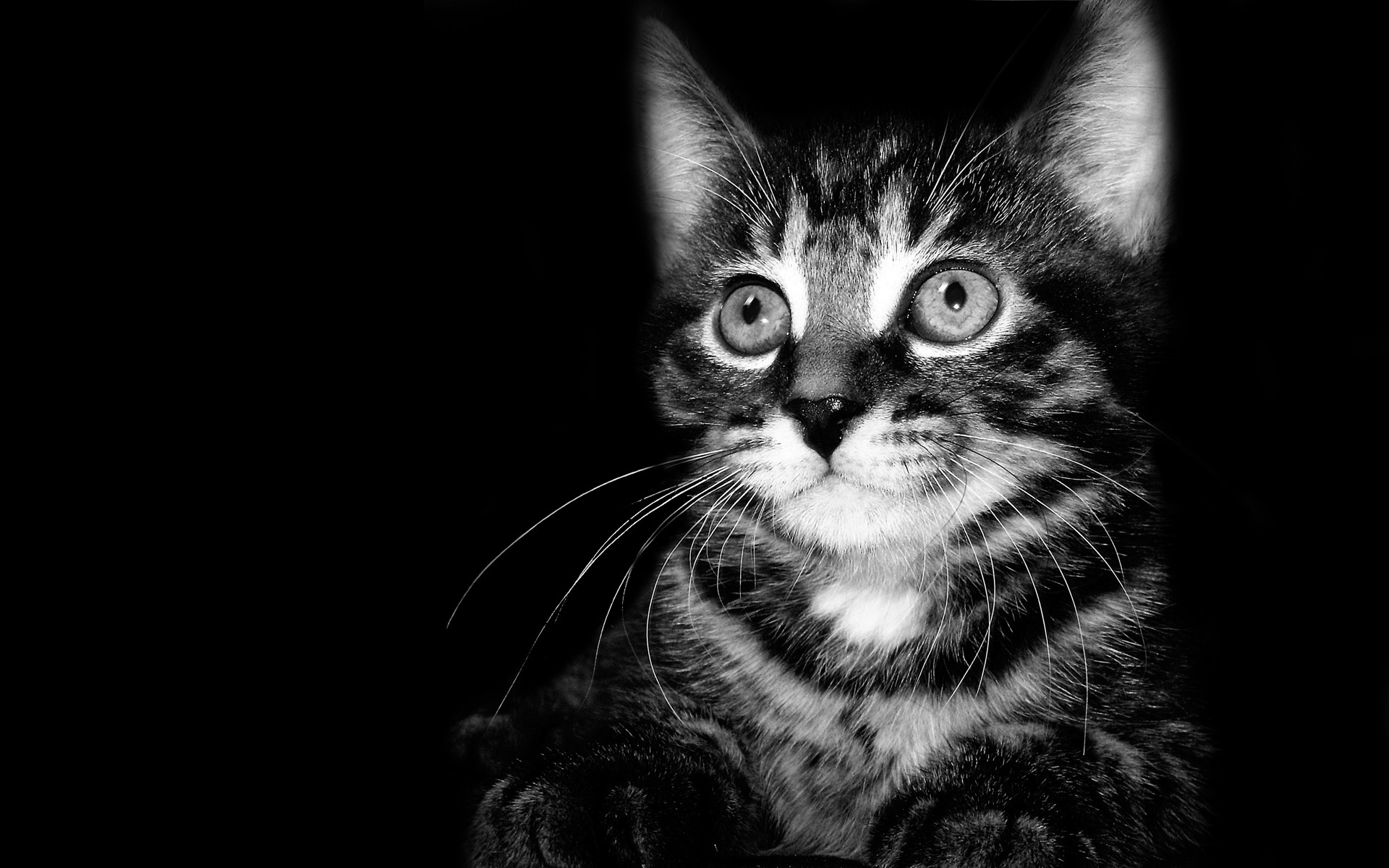 kitten with wide eyes