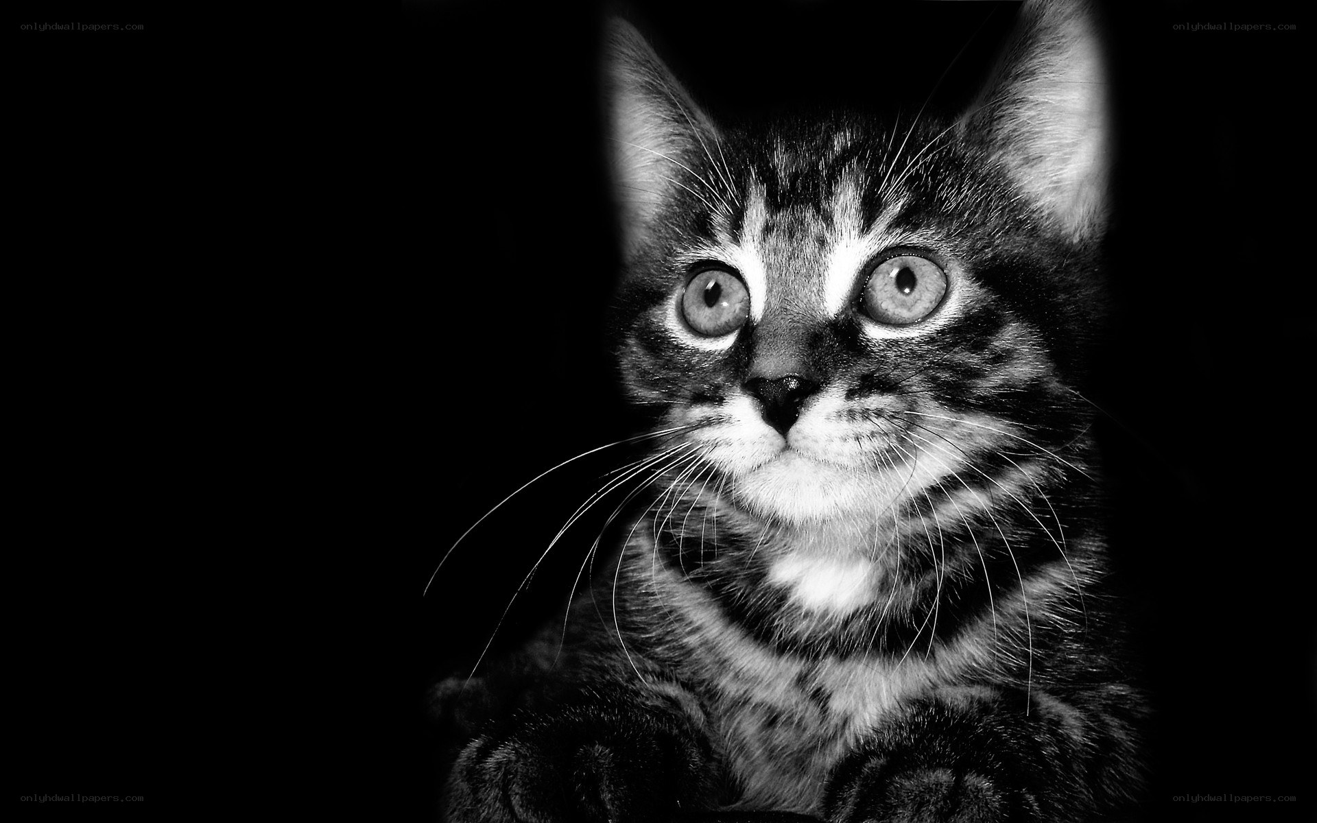kitten with wide eyes