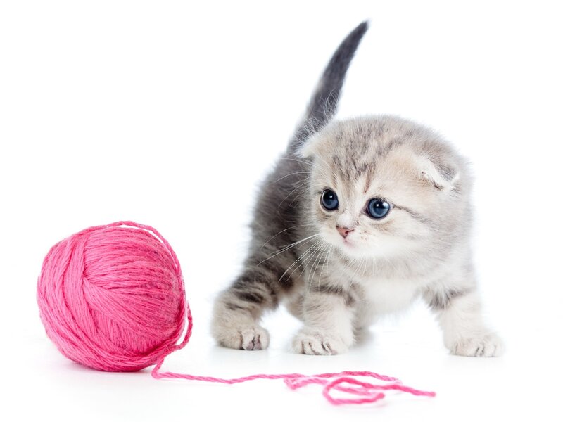 Kitten with Yarn Ball — Pink, Playful, Photograph