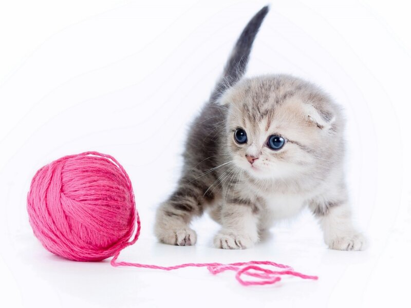 Kitten with Yarn Ball — Pink, Playful, Photograph, Yarn Ball