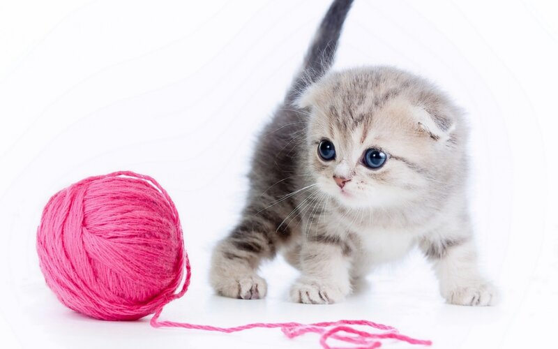 Kitten with Yarn Ball — Pink, Playful