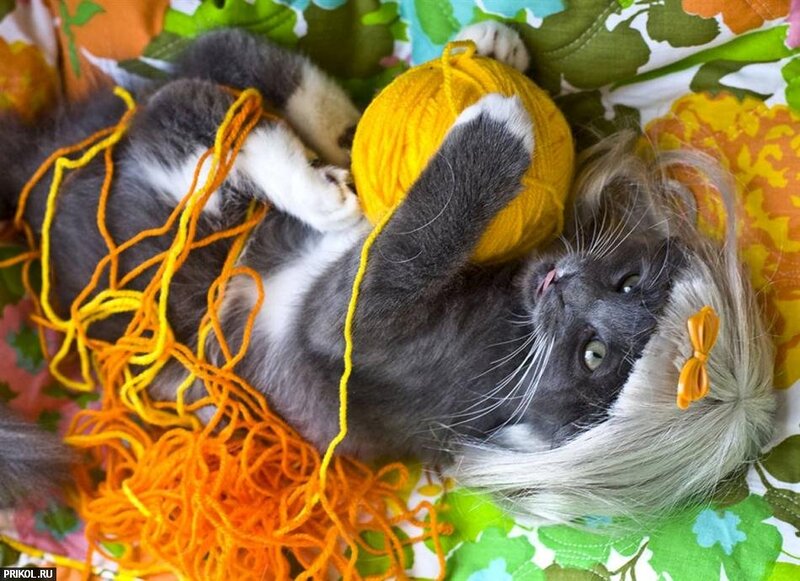 kitten with yarn ball