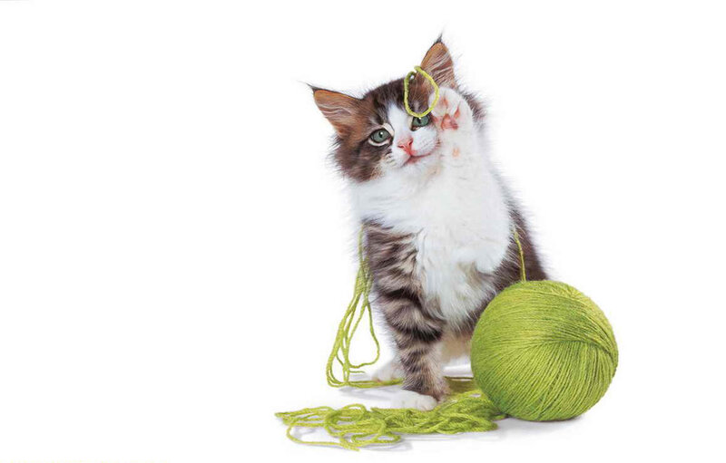 Kitten with Yarn Ball — White, Playful