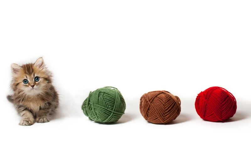 kitten with yarn balls