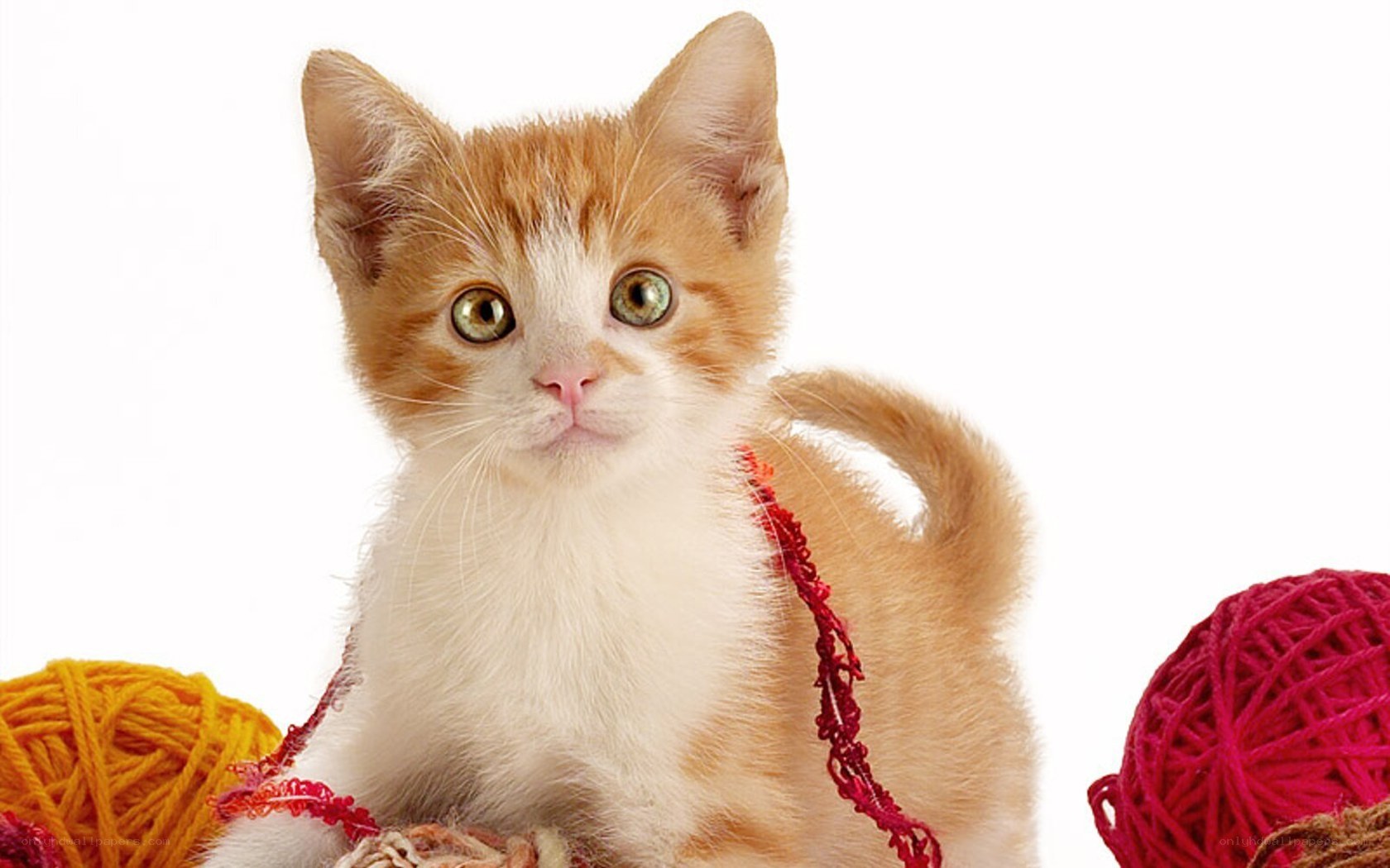 kitten with yarn balls