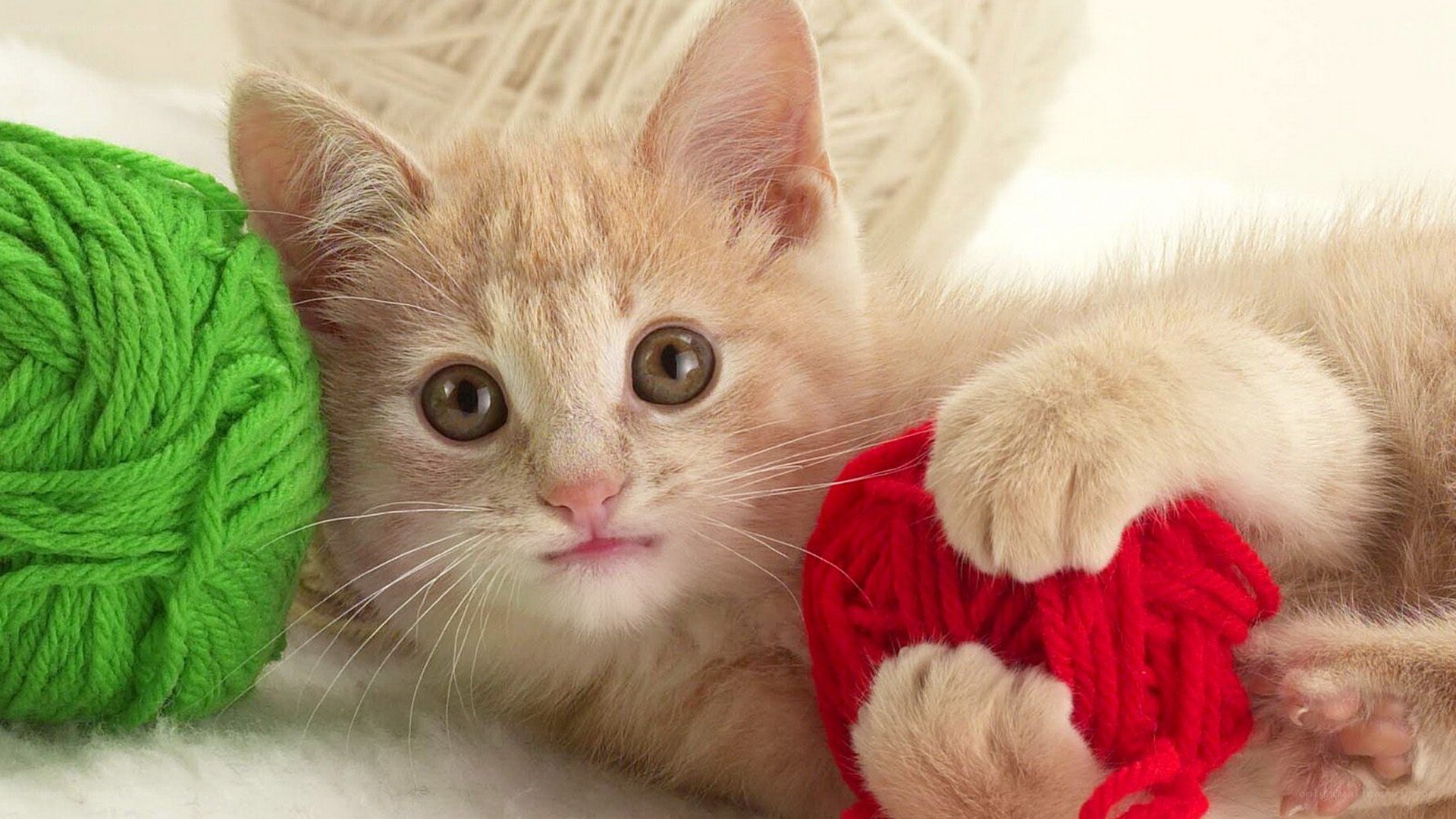 kitten with yarn balls