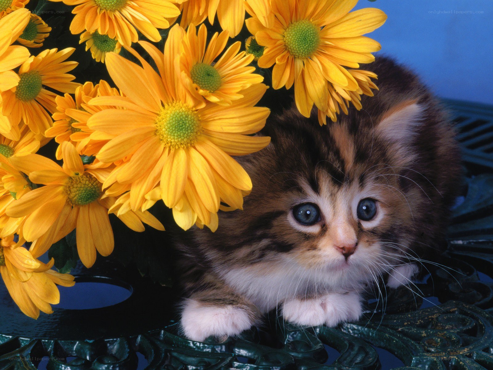 kitten with yellow flowers