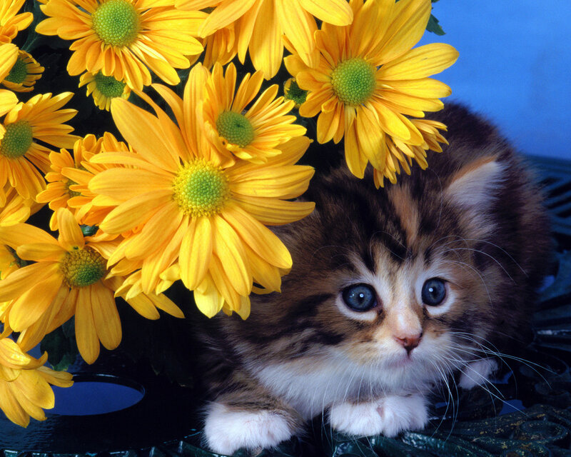 Kitten with Yellow Flowers — Calm