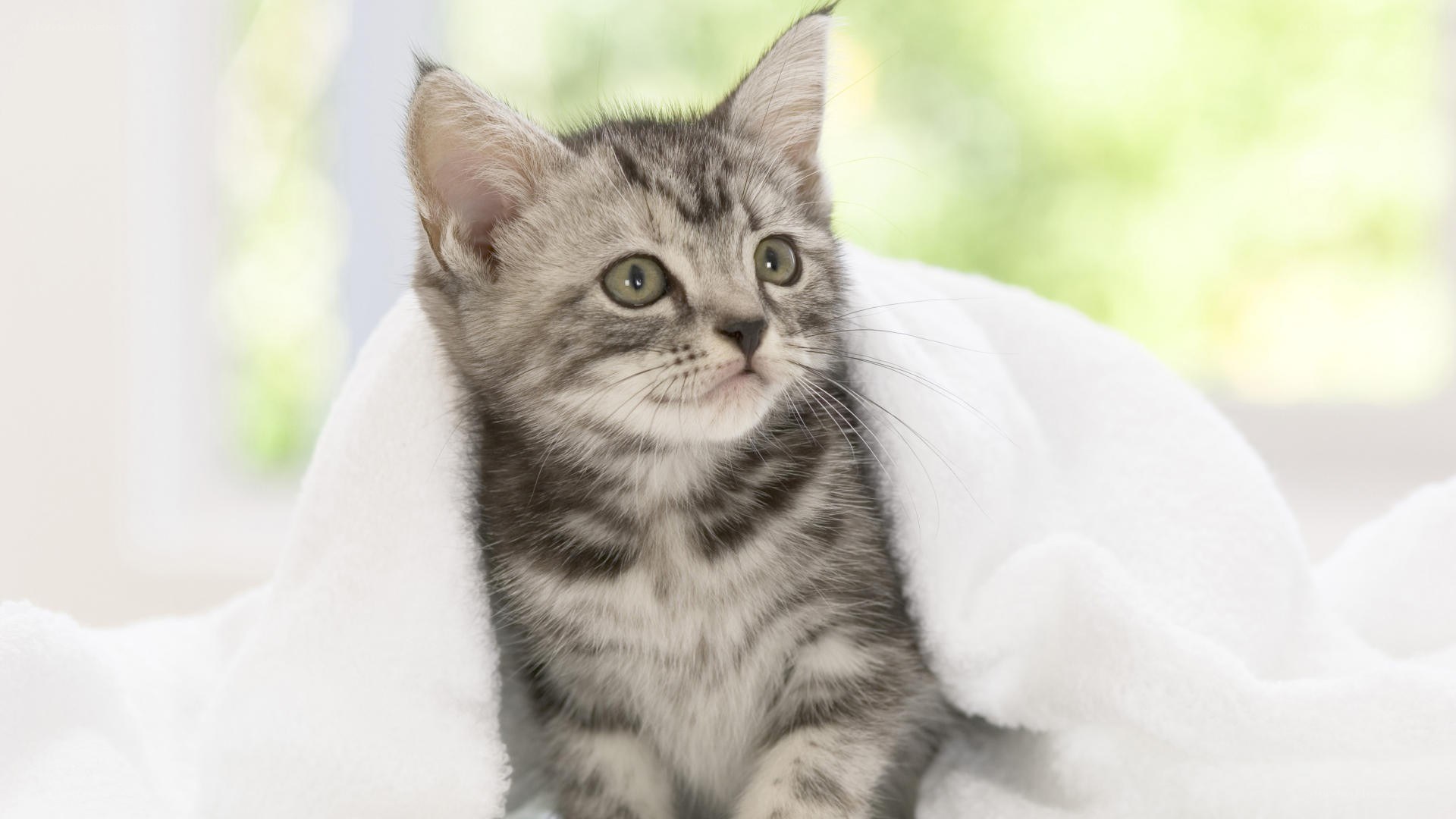 kitten wrapped in a blanket