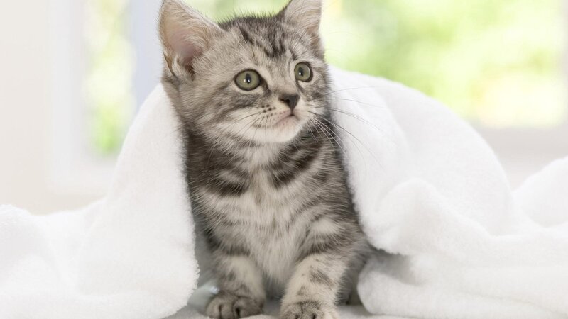 kitten wrapped in a blanket