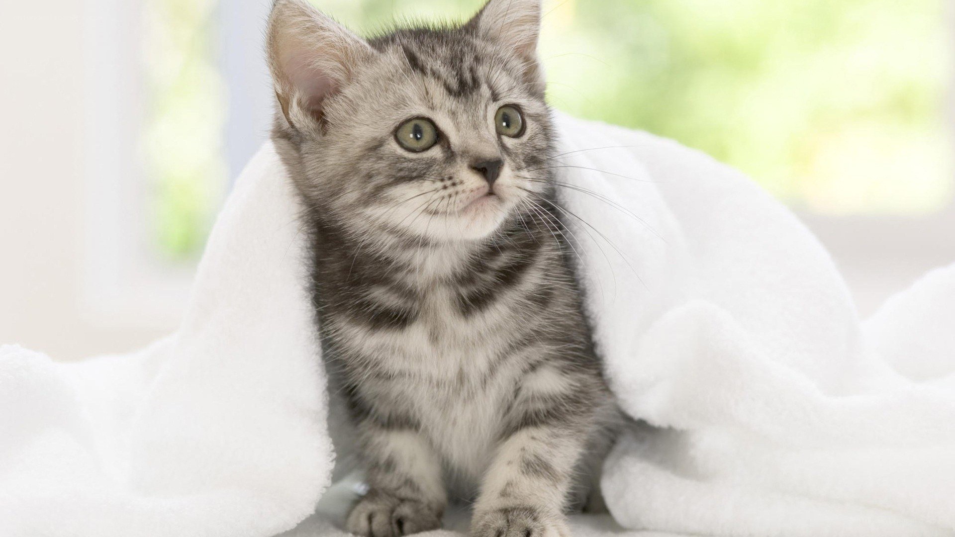 kitten wrapped in a blanket