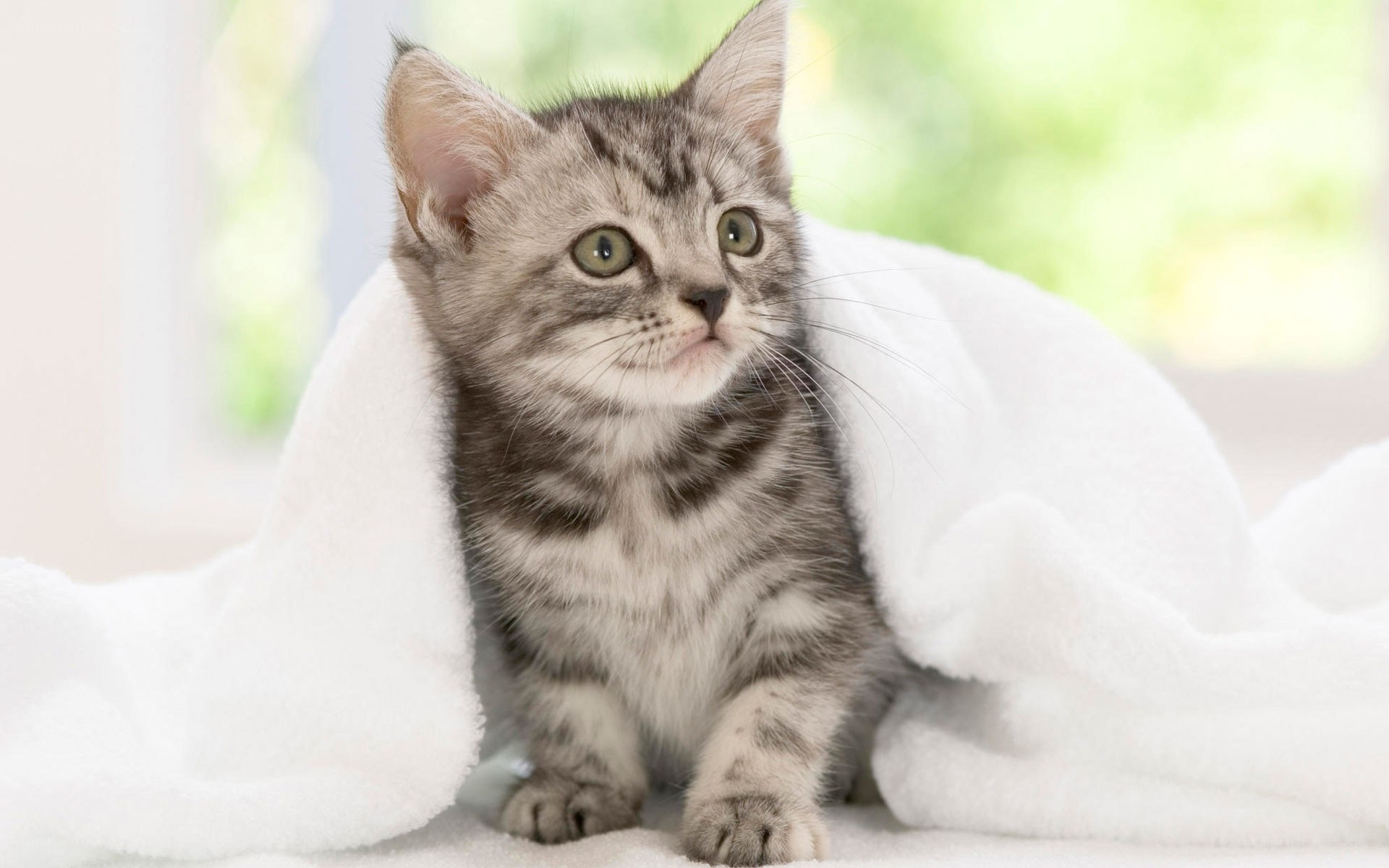 kitten wrapped in a blanket