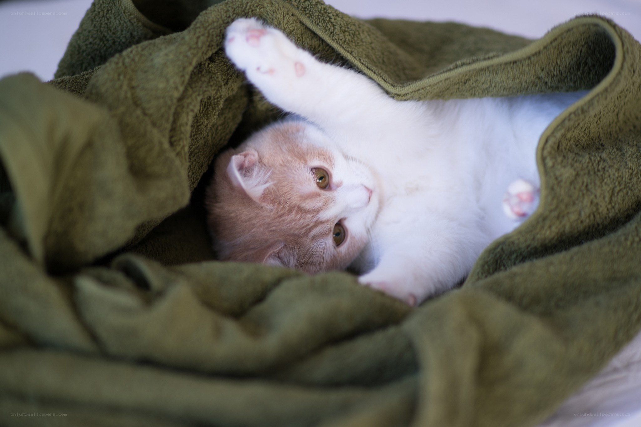 kitten wrapped in a towel