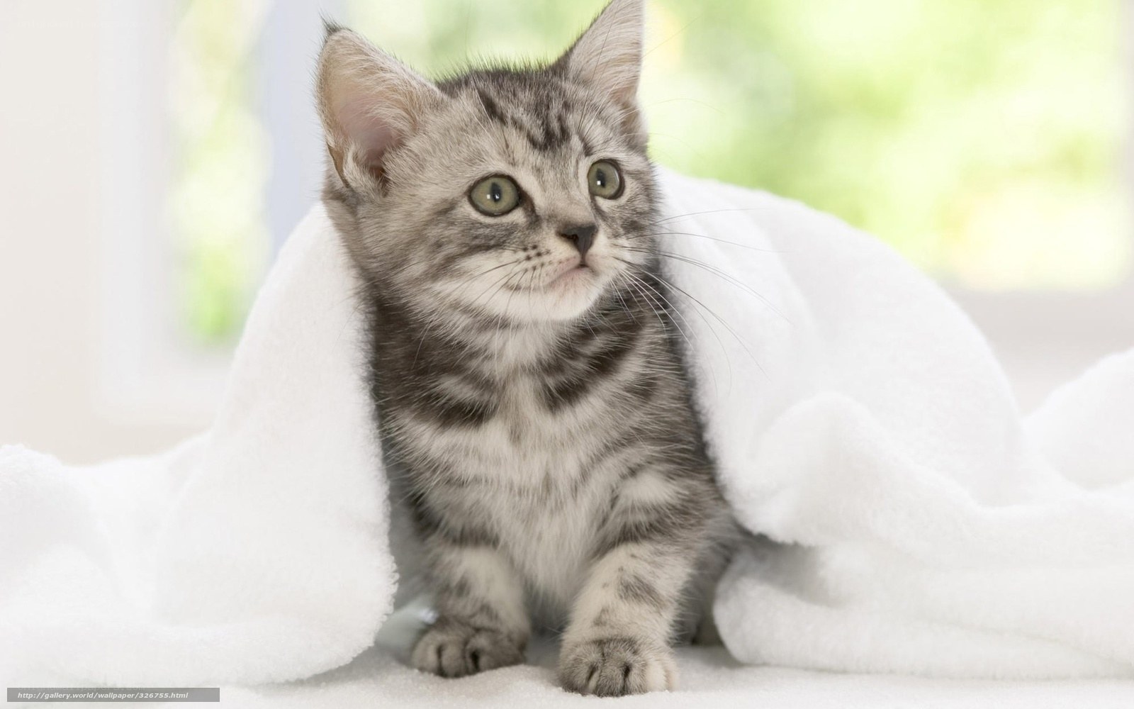 kitten wrapped in a towel