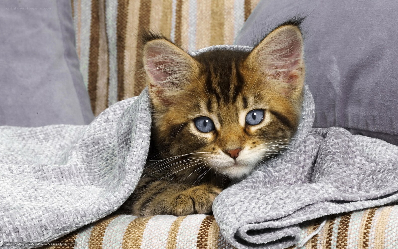 kitten wrapped in blanket