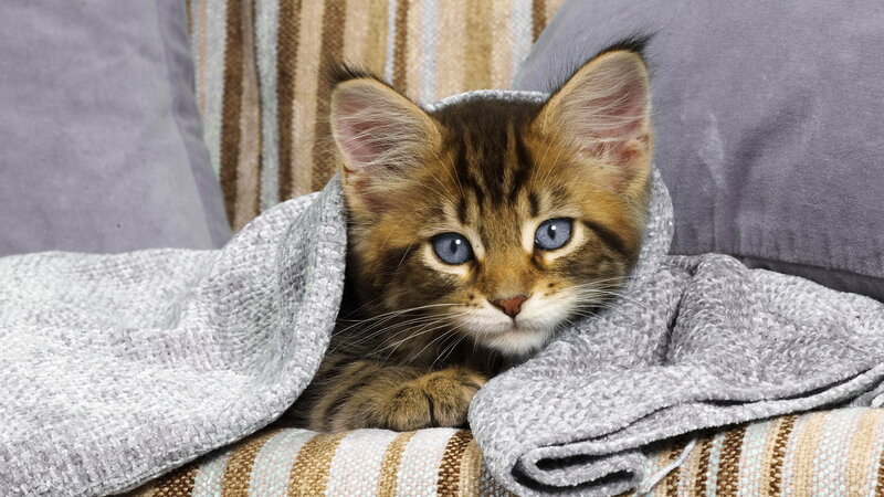 kitten wrapped in blanket
