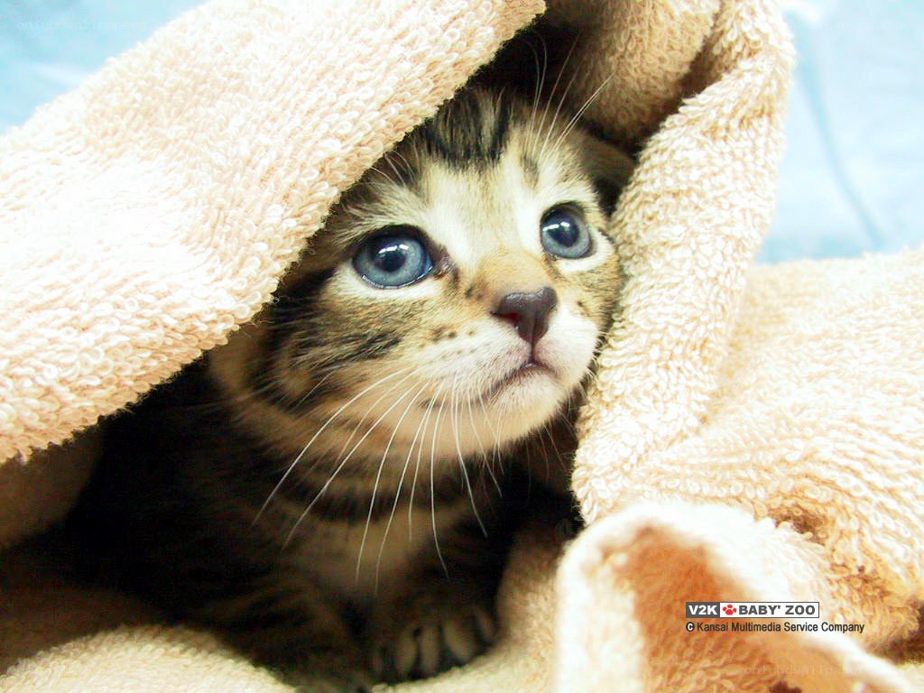 kitten wrapped in towel