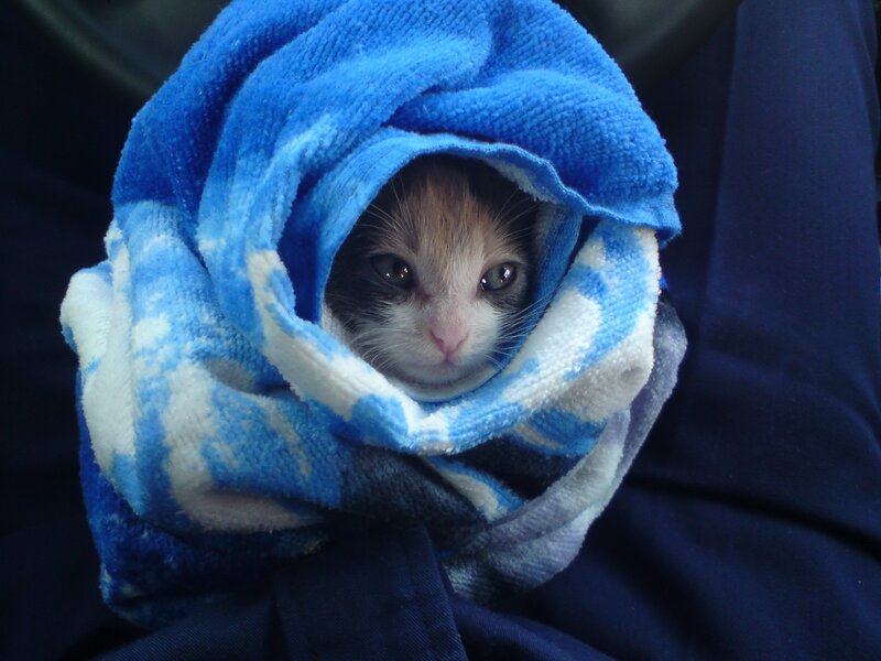 Kitten Wrapped in Towel — Blue, Calm, Photograph, Cat