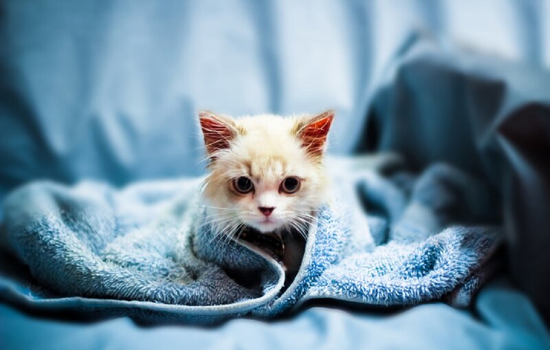 Kitten Wrapped in Towel — Blue, Calm, Photograph
