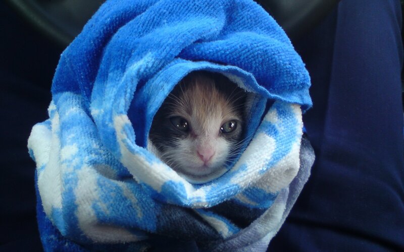 Kitten Wrapped in Towel — Blue, Calm
