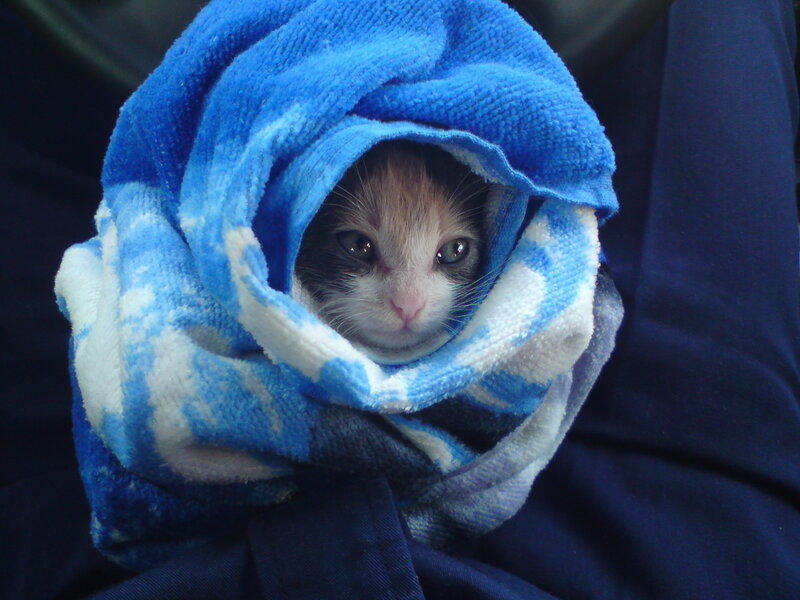 Kitten Wrapped in Towel — Blue
