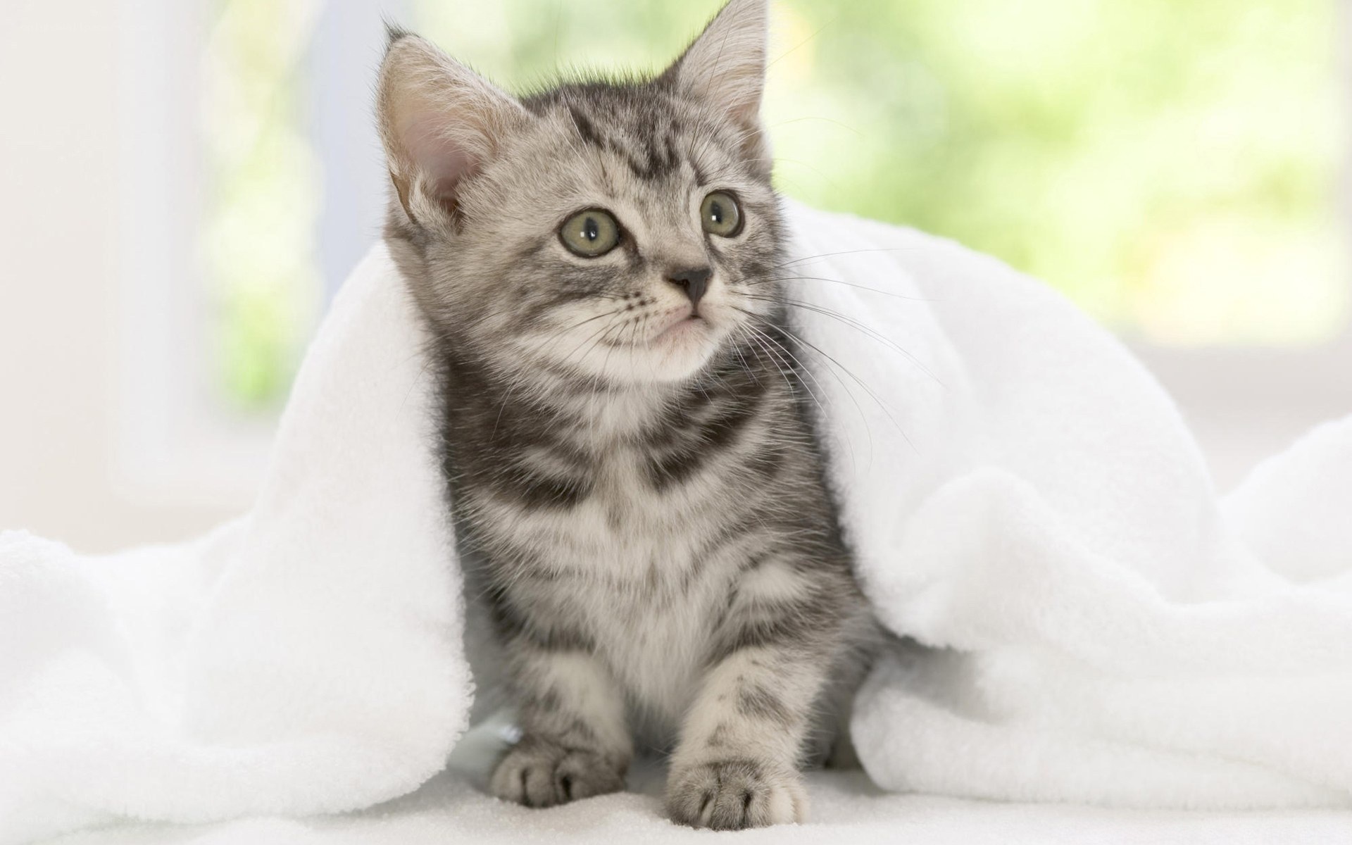 kitten wrapped in towel