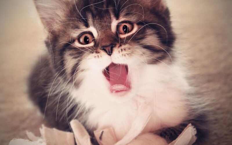 Kitten Yawning — Brown, Playful