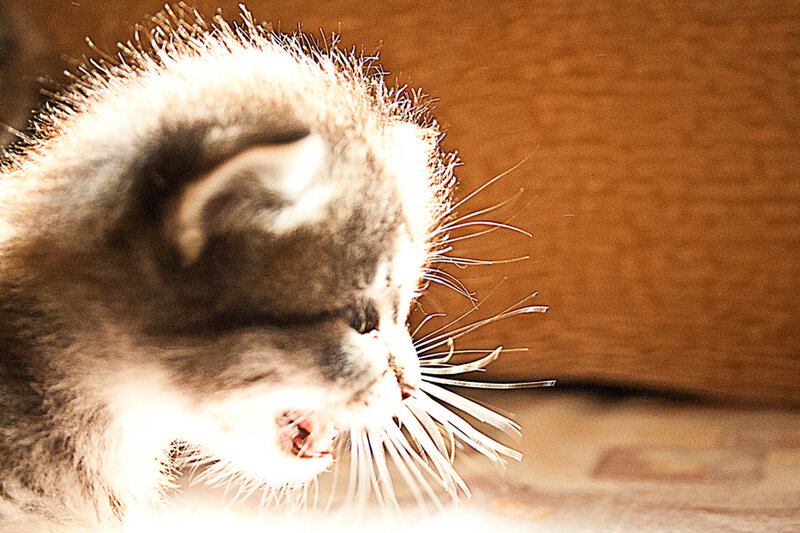 Kitten Yawning — Brown