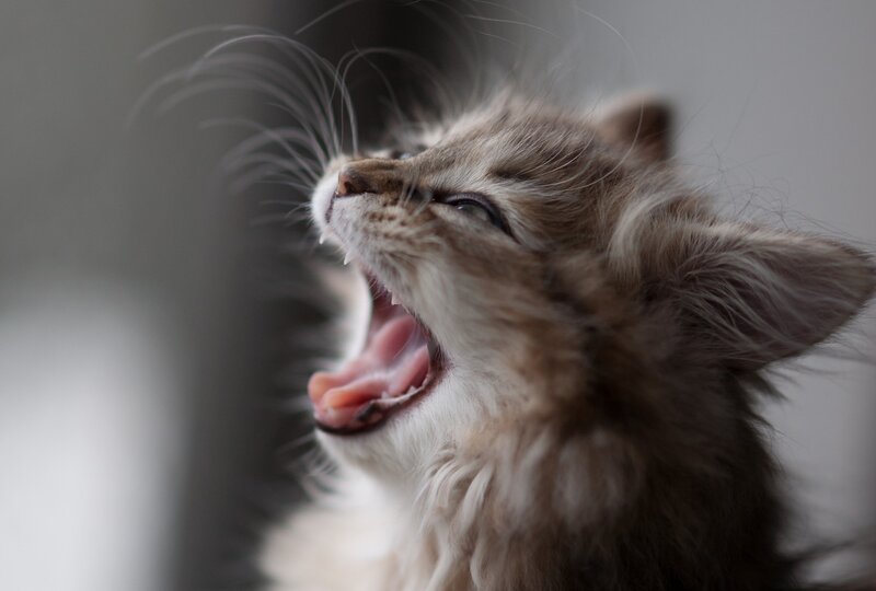 Kitten Yawning — Gray, Calm, Photograph