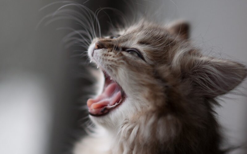 Kitten Yawning — Gray, Calm