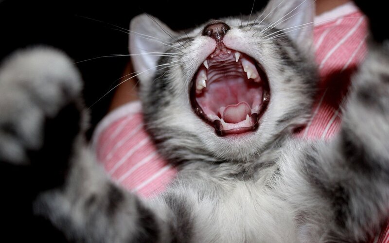 Kitten Yawning — Gray, Playful