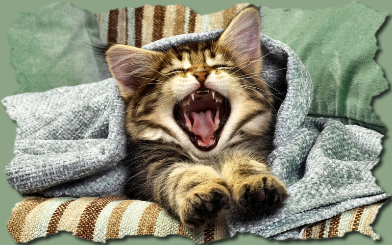 Kitten Yawning — Gray, Relaxed