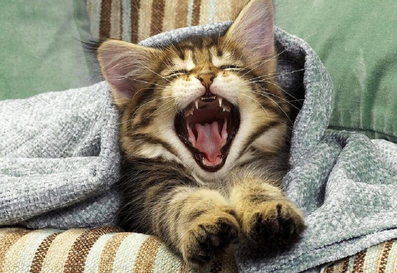 Kitten Yawning — Gray