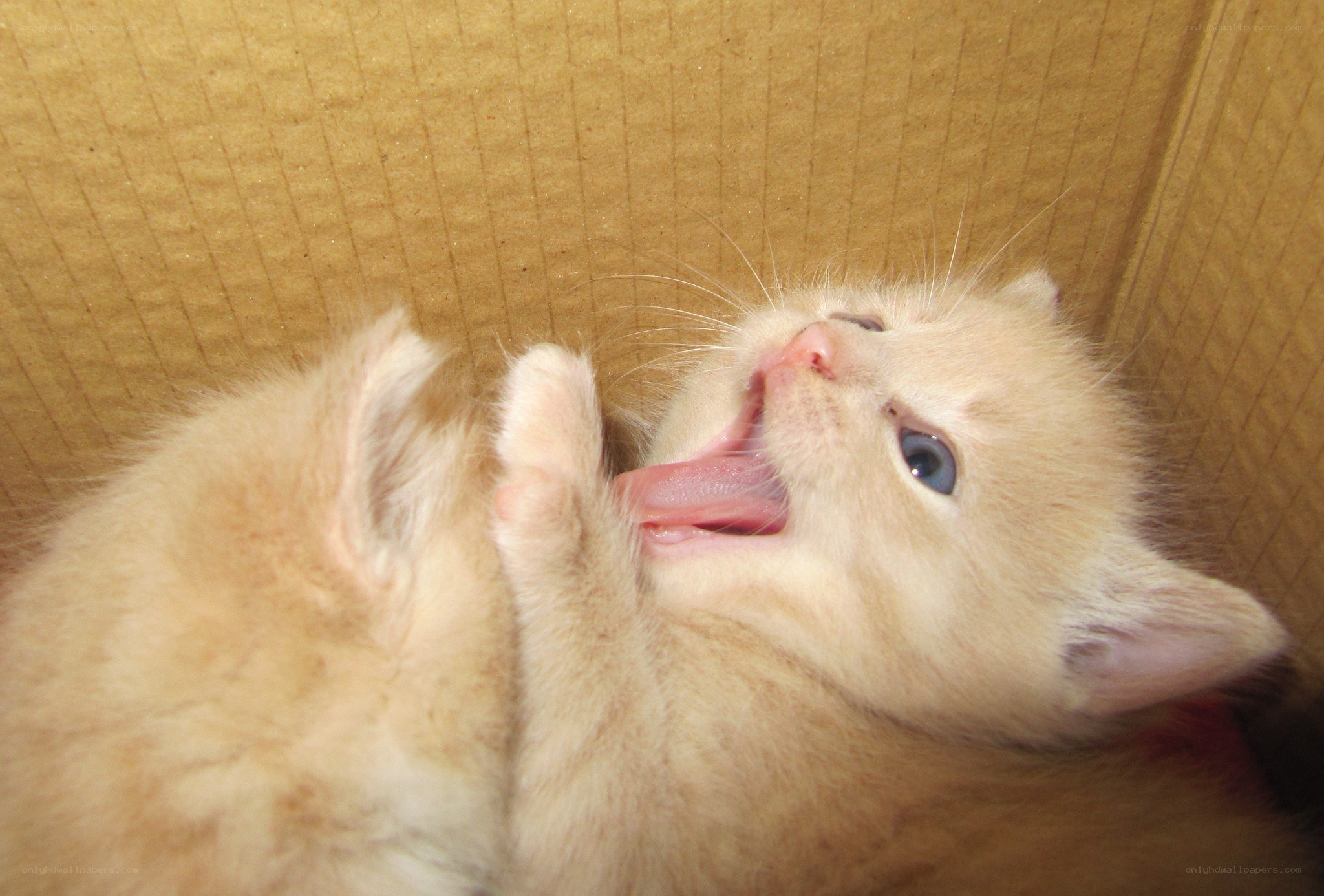 kitten yawning in a box