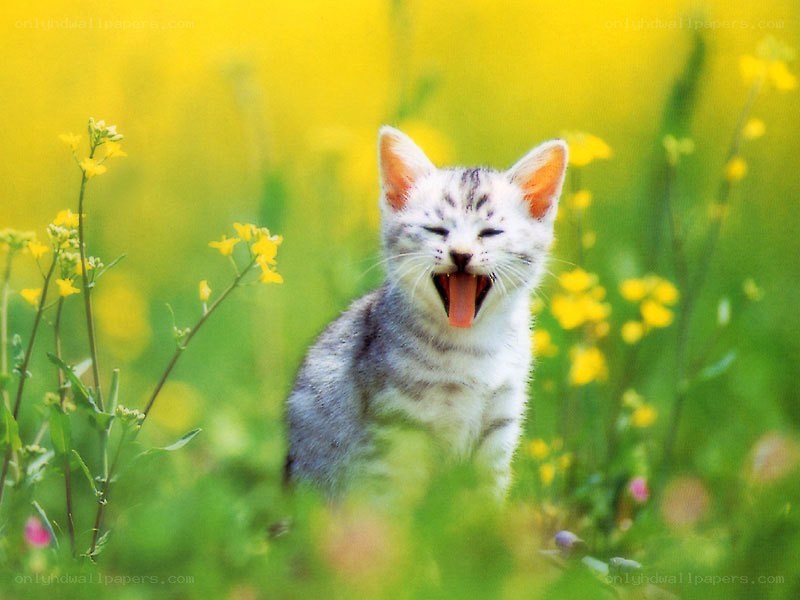 kitten yawning in a field