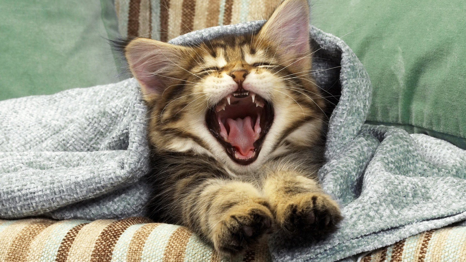 kitten yawning in blanket