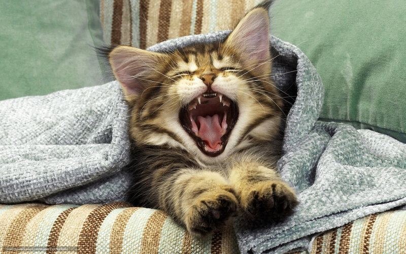 Kitten Yawning in Blanket — Gray, Relaxed