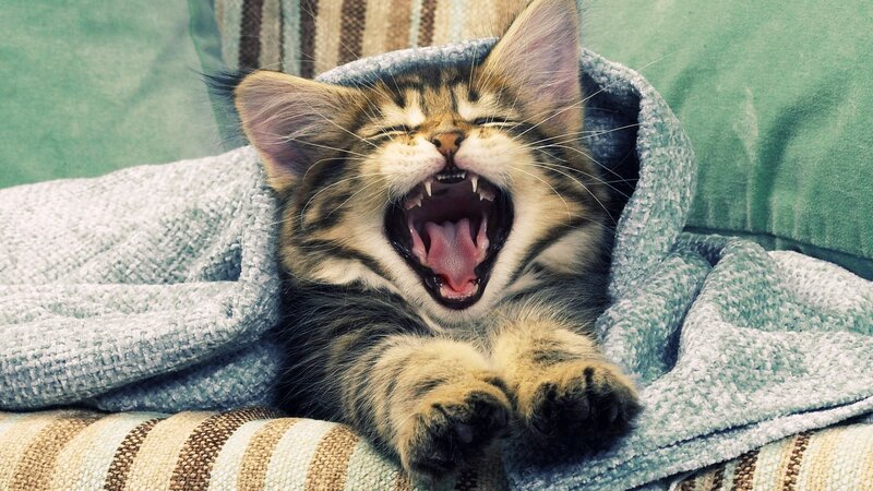 Kitten Yawning in Blanket — Gray