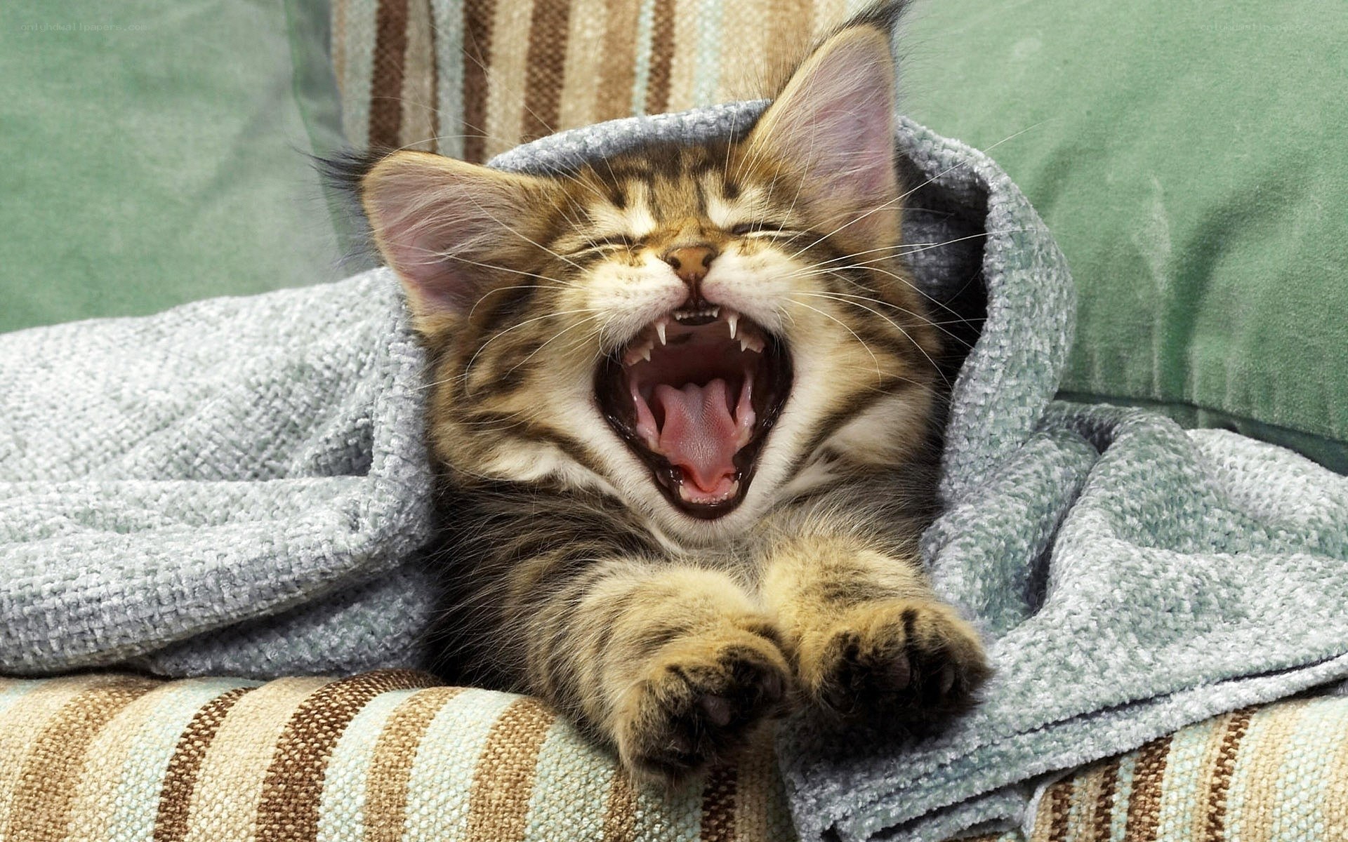 kitten yawning in blanket