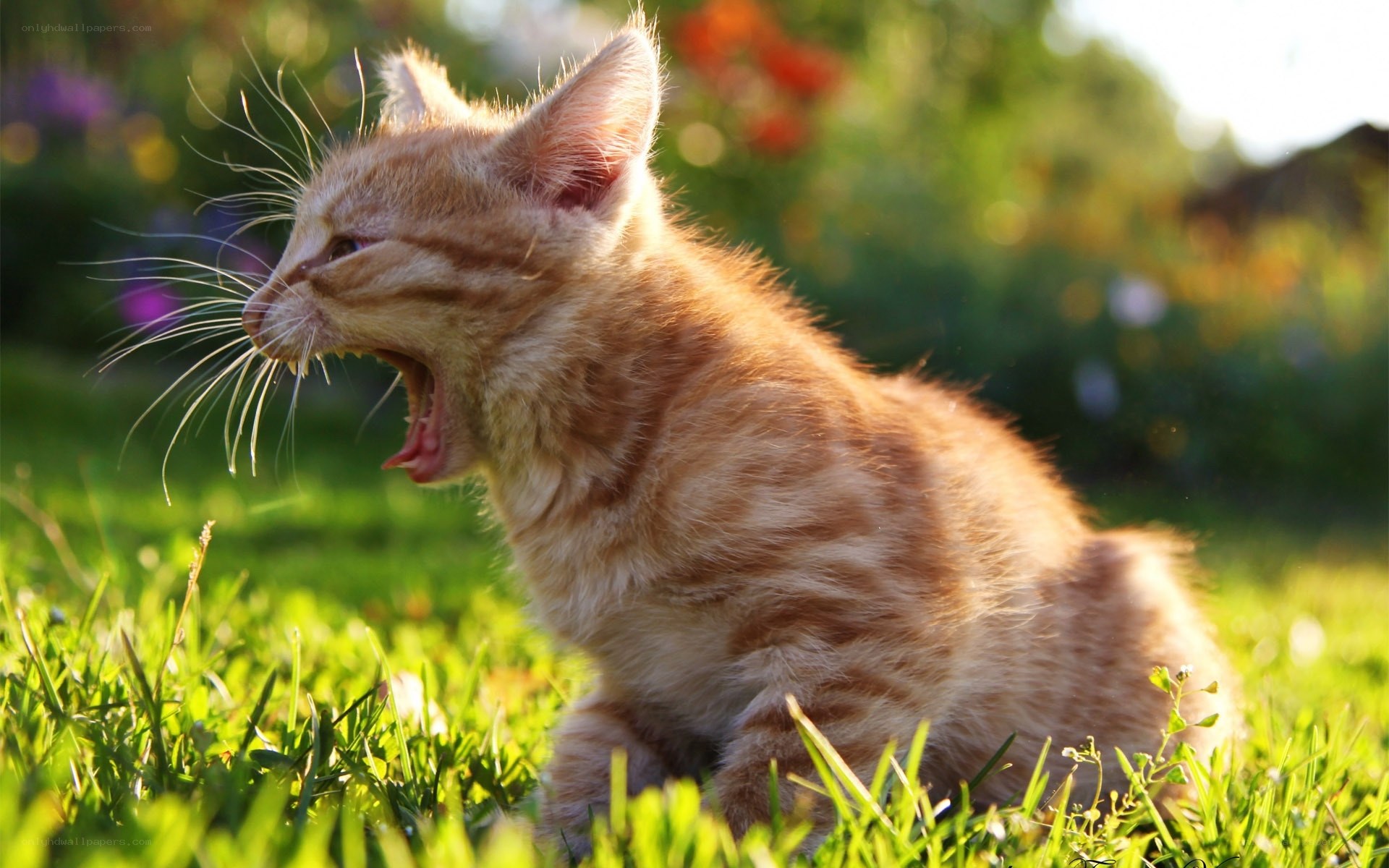 kitten yawning in grass