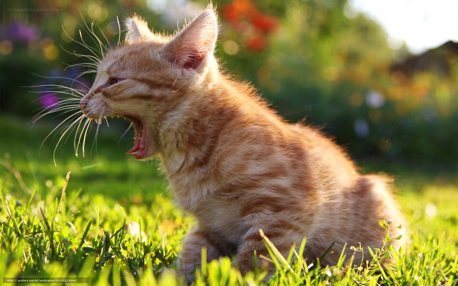 kitten yawning in grass