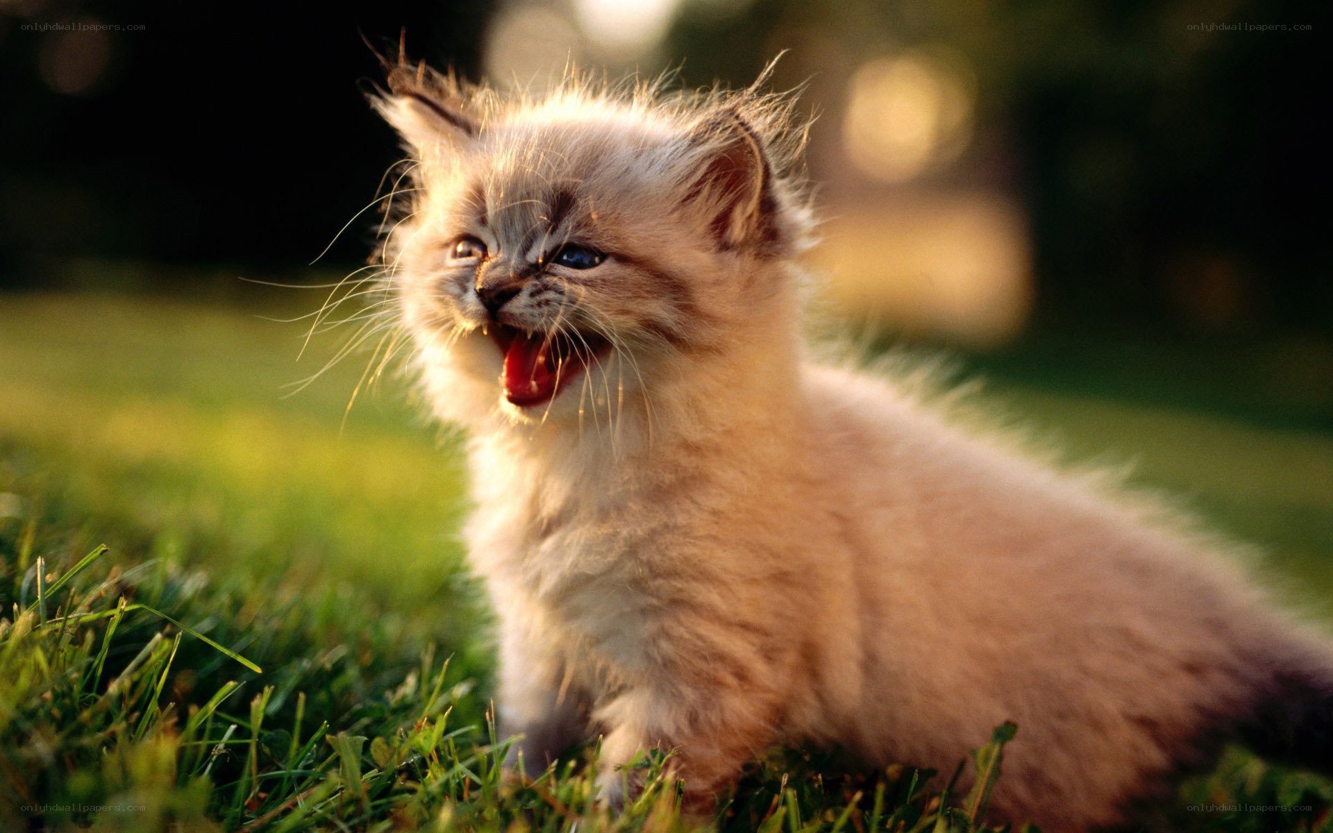 kitten yawning in grass